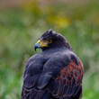 UK, Yorkshire, February 2020:Close up portrait of a Harris Hawk