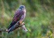 UK, Yorkshire, February 2020: Portrait of a Kestrel in captivity perched on a branch 