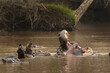 © prochym - Hippos in the African lake. Hippopotamus in the Ugandan park. African safari.