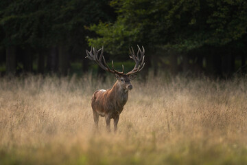 Wall Mural - Red deer during rutting time. Male of deer with herd. Deers in the Denmark royal park. European wildlife. 