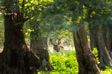 Wall Mural - Red deer during rutting time. Male of deer with herd. Deers in the Denmark royal park. European wildlife. 