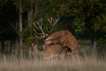 Poster - Red deer during rutting time. Male of deer with herd. Deers in the Denmark royal park. European wildlife. 