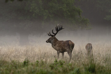 Wall Mural - Red deer during rutting time. Male of deer with herd. Deers in the Denmark royal park. European wildlife. 