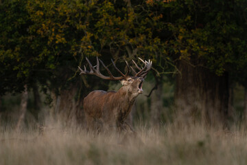 Wall Mural - Red deer during rutting time. Male of deer with herd. Deers in the Denmark royal park. European wildlife. 