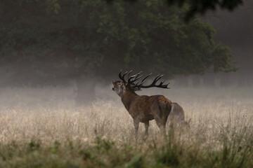 Wall Mural - Red deer during rutting time. Male of deer with herd. Deers in the Denmark royal park. European wildlife. 