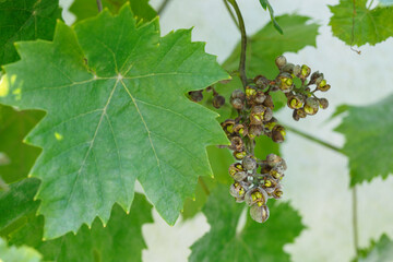 Wall Mural - Seeds on cracked grape balls. 