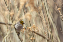 A Verdin Clings To An Almost Vertical Branch And Looks To The Right As It Hunts Through The Brush For Small Insects To Eat. 