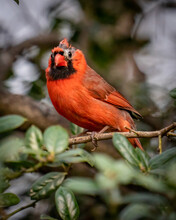 Red Cardinal Male Bird Molting