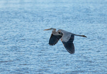 A Great Blue Heron Flying Above The Water 
