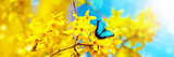 Fototapeta  - Beautiful branch of blossoming tree in spring with butterfly.