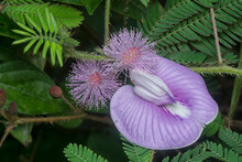 Mimosa Pudica With Spurred Butterfly Pea Flower
