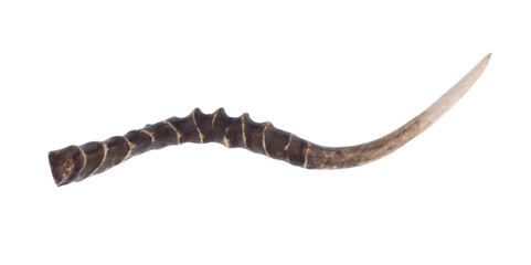 antelope horns isolated on white background