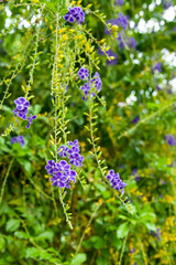 Poster - The golden tea flowers are blooming