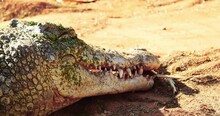 Wild Saltwater Crocodile Eating Remains Of Prey In Northern Territory, Kakadu
