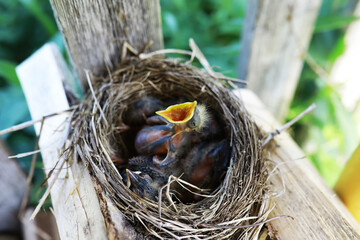 Wall Mural - Bird's nest with bird in early summer. Eggs and chicks of a small bird. Starling. Feeds the chicks.