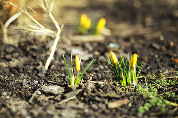 White and yellow crocuses in the country in the spring. Bright spring flowers. Fresh joyous plants bloomed. The young sprouts.