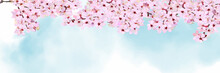 Banner Template With Cherry Blossoms In Full Bloom And Watercolor Background