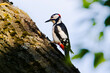Dzięcioł duży / Great spotted woodpecker