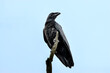 Kruk / Common raven