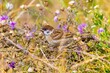 Mazurek / Eurasian Tree Sparrow