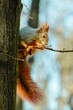 Wiewiórka / Squirrel