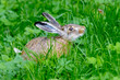 Zając / Hare