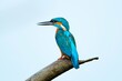 Zimorodek / Common kingfisher