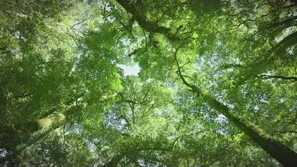 Wall Mural - Bottom up view of lush green foliage of trees with morning sun. Spring and summer background.