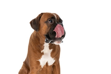 Wall Mural - dog waiting for his food and licking his mouth