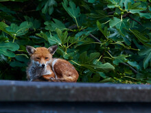 A Red Fox Resting On A Camden Rooftop In Autumn, Against A Background Of Green Leaves. It Gazes At The Photographer With A Wary Curiosity.