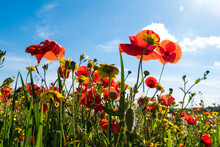 A Meadow Full Of Pretty Red Poppies And Lovely Yellow Daisies During Spring