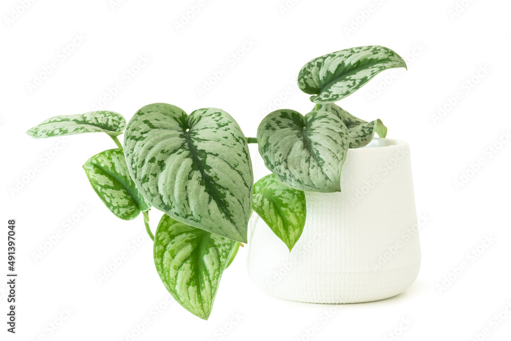 Scindapsus pictus exotica in white pot isolated on white. House plant air  purifying minimal design decorative. Satin Pothos, Silver Philodendron  Scindapsus pictus Hassk. (Argyreus) Stock Photo | Adobe Stock
