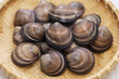 asian venus clam (cyclina sinensis) 