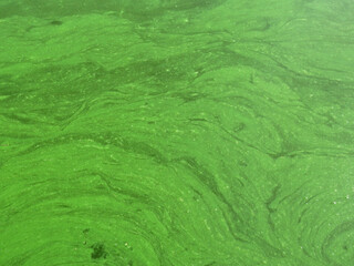 Wall Mural - Green water in the pond with bubble formed by green algae