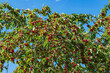 View of a cherry tree with lots of ripe juicy fruit against a blue sky