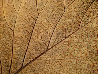 Wall Mural - close up autumn leaf of Bastard teak ( Butea monosperma )