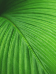 Poster - green leaf of Siam Tulip ( Curcuma alismatifolia )