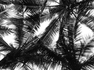 Wall Mural - perspective of under the coconut tree black and white style