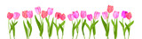 Fototapeta Tulipany - Border of spring blossom tulips