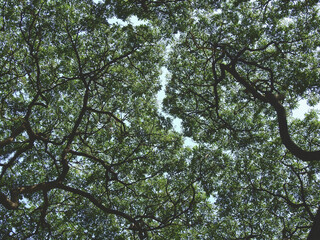 Wall Mural - under the big tree with sunlight in the park