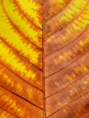 Sticker - autumn yellow leaf texture, Sea almond leaf ( Terminalia catappa L. )