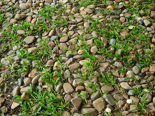 Canvas Print - gravel on the ground with green grass