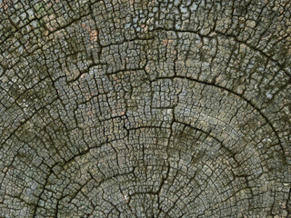 Wall Mural - aged stump with crack texture