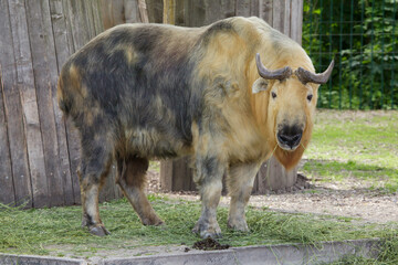 Sticker - Sichuan takin (Budorcas taxicolor tibetana)