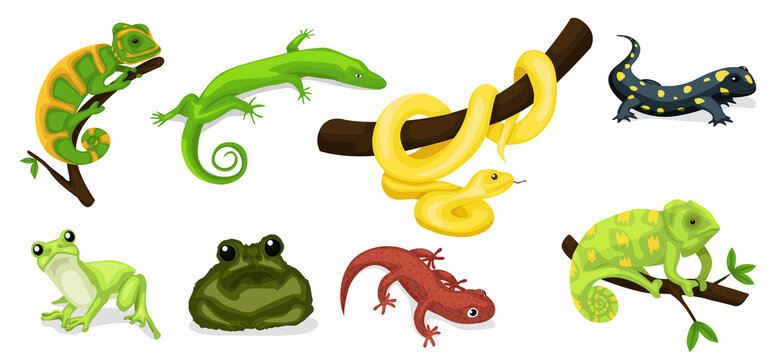 reptile vector animal reptilian character. serpent, reptile and amphibians, frog, iguana and python 
