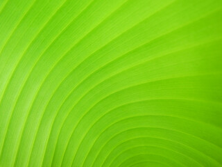close up green banana leaf texture