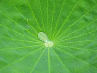 Poster - water drop on green leaf of lotus after rain