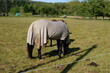 FU 2020-09-13 Herchen 771 Auf der Weide steht ein bekleidetes Pferd