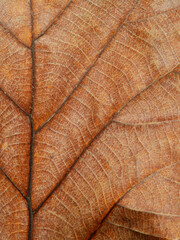 Poster - dry brown leaves texture ( teak leaves )