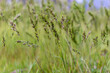 Poa pratensis green meadow grass.Grass Seeds.Natural background.Soft focus,blur